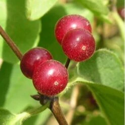 Bostikhost Magasin -Bostikhost Magasin 10638513 2