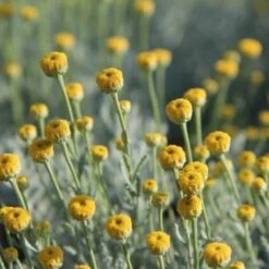 Santoline Petit Cyprès (Santolina Chamaecyparissus) - Godet - Taille 10cm