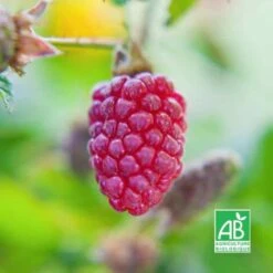 Hybride Mûrier/Framboisier 'Loganberry' Bio - Conteneur 2L - Taille 30/50cm