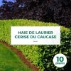 10 Laurier Cerise Du Caucase (Prunus Laurocerasus Caucasica) - Haie De Laurier Du Caucase -