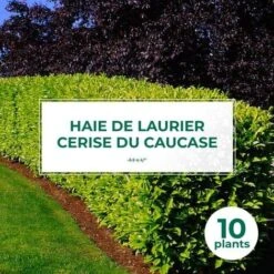 10 Laurier Cerise Du Caucase (Prunus Laurocerasus Caucasica) - Haie De Laurier Du Caucase -