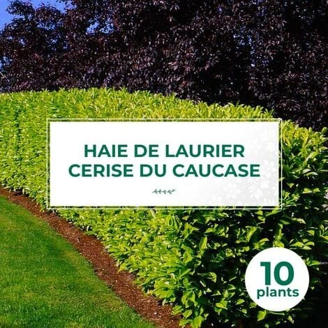 10 Laurier Cerise Du Caucase (Prunus Laurocerasus Caucasica) - Haie De Laurier Du Caucase - 1 10 Laurier Cerise Du Caucase (Prunus Laurocerasus Caucasica) - Haie De Laurier Du Caucase -