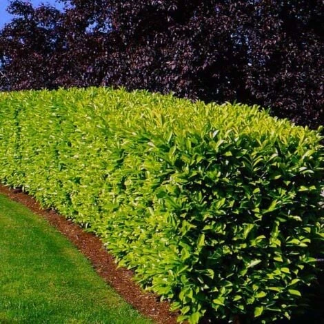 10 Laurier Cerise Du Caucase (Prunus Laurocerasus Caucasica) - Haie De Laurier Du Caucase - 2 10 Laurier Cerise Du Caucase (Prunus Laurocerasus Caucasica) - Haie De Laurier Du Caucase - â Image 2