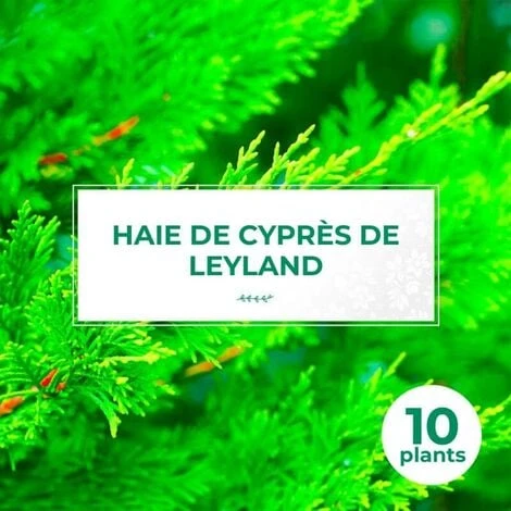 10 Cyprès De Leyland (Cupressocyparis Leylandii) - Haie De Cyprès De Leyland - 1 10 Cyprès De Leyland (Cupressocyparis Leylandii) - Haie De Cyprès De Leyland -