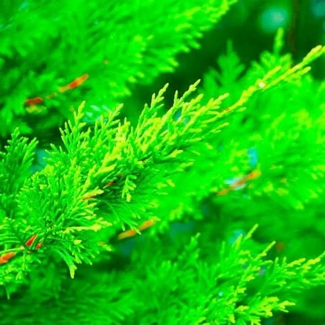 10 Cyprès De Leyland (Cupressocyparis Leylandii) - Haie De Cyprès De Leyland - 2 10 Cyprès De Leyland (Cupressocyparis Leylandii) - Haie De Cyprès De Leyland - – Image 2