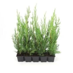 10 Cyprès De Leyland (Cupressocyparis Leylandii) - Haie De Cyprès De Leyland - 7 10 Cyprès De Leyland (Cupressocyparis Leylandii) - Haie De Cyprès De Leyland - -Bostikhost Magasin 12207970 3