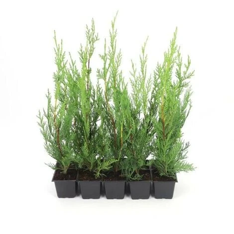 10 Cyprès De Leyland (Cupressocyparis Leylandii) - Haie De Cyprès De Leyland - 3 10 Cyprès De Leyland (Cupressocyparis Leylandii) - Haie De Cyprès De Leyland - – Image 3