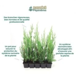 10 Cyprès De Leyland (Cupressocyparis Leylandii) - Haie De Cyprès De Leyland - 8 10 Cyprès De Leyland (Cupressocyparis Leylandii) - Haie De Cyprès De Leyland - -Bostikhost Magasin 12207970 4