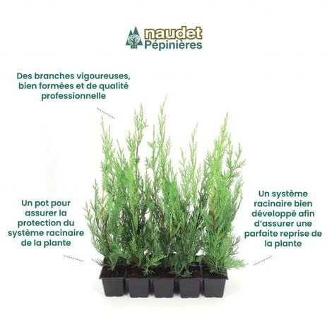 10 Cyprès De Leyland (Cupressocyparis Leylandii) - Haie De Cyprès De Leyland - 4 10 Cyprès De Leyland (Cupressocyparis Leylandii) - Haie De Cyprès De Leyland - – Image 4