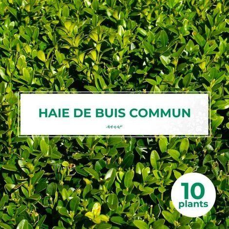 10 Buis Commun (Buxus Sempervirens) - Haie De Buis Commun - 1 10 Buis Commun (Buxus Sempervirens) - Haie De Buis Commun -