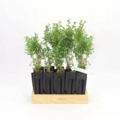 10 Buis Commun (Buxus Sempervirens) - Haie De Buis Commun - 7 10 Buis Commun (Buxus Sempervirens) - Haie De Buis Commun - -Bostikhost Magasin 12207971 3