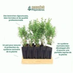 10 Buis Commun (Buxus Sempervirens) - Haie De Buis Commun - 8 10 Buis Commun (Buxus Sempervirens) - Haie De Buis Commun - -Bostikhost Magasin 12207971 4