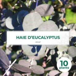 10 Eucalyptus (Eucalyptus Gunnii) - Haie De Eucalyptus -
