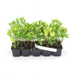 10 Eucalyptus (Eucalyptus Gunnii) - Haie De Eucalyptus - 7 10 Eucalyptus (Eucalyptus Gunnii) - Haie De Eucalyptus - -Bostikhost Magasin 12207976 3