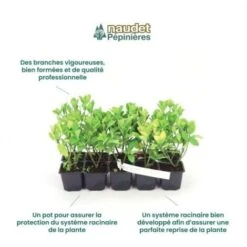 10 Eucalyptus (Eucalyptus Gunnii) - Haie De Eucalyptus - 8 10 Eucalyptus (Eucalyptus Gunnii) - Haie De Eucalyptus - -Bostikhost Magasin 12207976 4