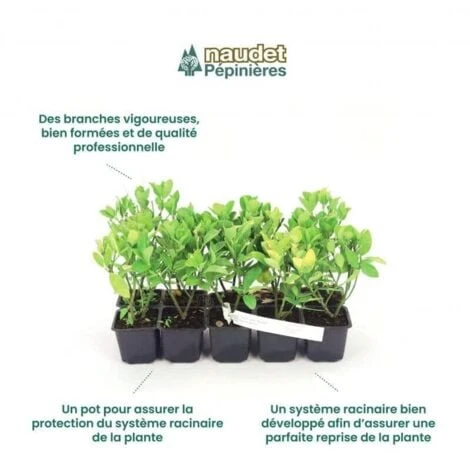 10 Eucalyptus (Eucalyptus Gunnii) - Haie De Eucalyptus - 4 10 Eucalyptus (Eucalyptus Gunnii) - Haie De Eucalyptus - – Image 4