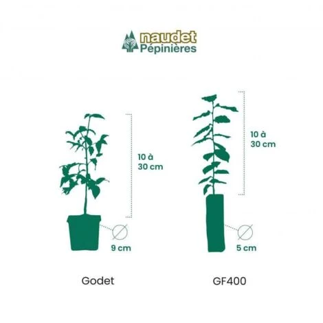 10 Eucalyptus (Eucalyptus Gunnii) - Haie De Eucalyptus - 5 10 Eucalyptus (Eucalyptus Gunnii) - Haie De Eucalyptus - – Image 5