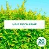 20 Charme Commun (Carpinus Betulus) - Haie De Charmille -