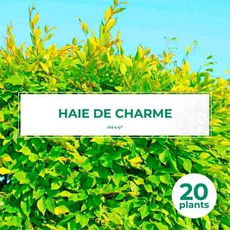 20 Charme Commun (Carpinus Betulus) - Haie De Charmille - 1 20 Charme Commun (Carpinus Betulus) - Haie De Charmille -