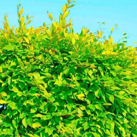 20 Charme Commun (Carpinus Betulus) - Haie De Charmille - 2 20 Charme Commun (Carpinus Betulus) - Haie De Charmille - – Image 2