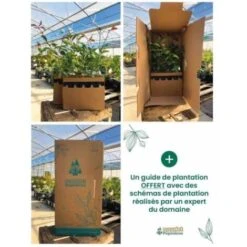 20 Charme Commun (Carpinus Betulus) - Haie De Charmille - 7 20 Charme Commun (Carpinus Betulus) - Haie De Charmille - -Bostikhost Magasin 12207979 4