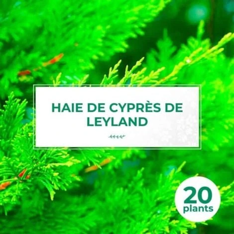 20 Cyprès De Leyland (Cupressocyparis Leylandii) - Haie De Cyprès De Leyland - 1 20 Cyprès De Leyland (Cupressocyparis Leylandii) - Haie De Cyprès De Leyland -