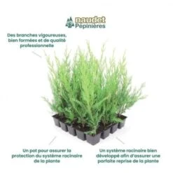 20 Cyprès De Leyland (Cupressocyparis Leylandii) - Haie De Cyprès De Leyland - 7 20 Cyprès De Leyland (Cupressocyparis Leylandii) - Haie De Cyprès De Leyland - -Bostikhost Magasin 12207987 3