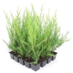 20 Cyprès De Leyland (Cupressocyparis Leylandii) - Haie De Cyprès De Leyland - 8 20 Cyprès De Leyland (Cupressocyparis Leylandii) - Haie De Cyprès De Leyland - -Bostikhost Magasin 12207987 4