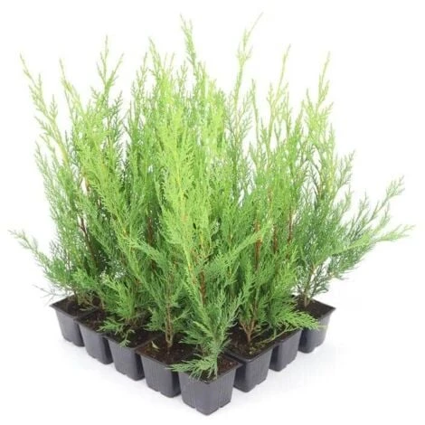 20 Cyprès De Leyland (Cupressocyparis Leylandii) - Haie De Cyprès De Leyland - 4 20 Cyprès De Leyland (Cupressocyparis Leylandii) - Haie De Cyprès De Leyland - – Image 4