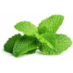 Menthe Verte (Mentha Spicata) - Godet - Taille 13/25cm