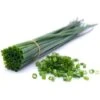 Ciboulette (Allium Schoenoprasum) - Godet - Taille 10cm