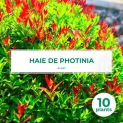 10 Photinia (Photinia Fraseri 'Red Robin') - Haie De Photinia Red Robin -