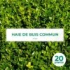 20 Buis Commun (Buxus Sempervirens) - Haie De Buis Commun -