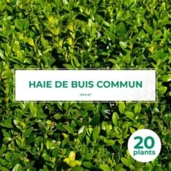 20 Buis Commun (Buxus Sempervirens) - Haie De Buis Commun -