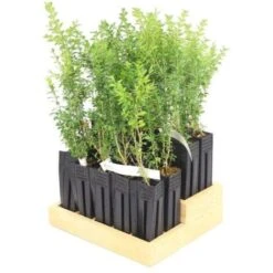 20 Buis Commun (Buxus Sempervirens) - Haie De Buis Commun - -Bostikhost Magasin 12427924 3