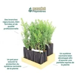 20 Buis Commun (Buxus Sempervirens) - Haie De Buis Commun - -Bostikhost Magasin 12427924 4
