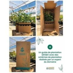 20 Abelia (Abélia Grandiflora) - Haie De Abelia - -Bostikhost Magasin 12427931 4