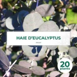 20 Eucalyptus (Eucalyptus Gunnii) - Haie De Eucalyptus -