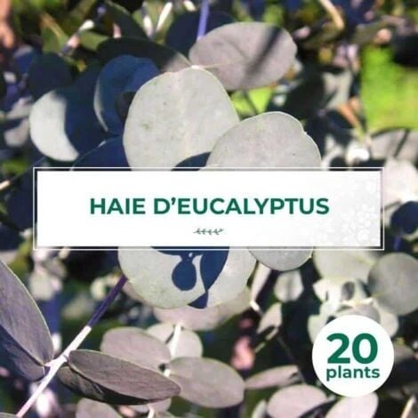 20 Eucalyptus (Eucalyptus Gunnii) - Haie De Eucalyptus - 1 20 Eucalyptus (Eucalyptus Gunnii) - Haie De Eucalyptus -