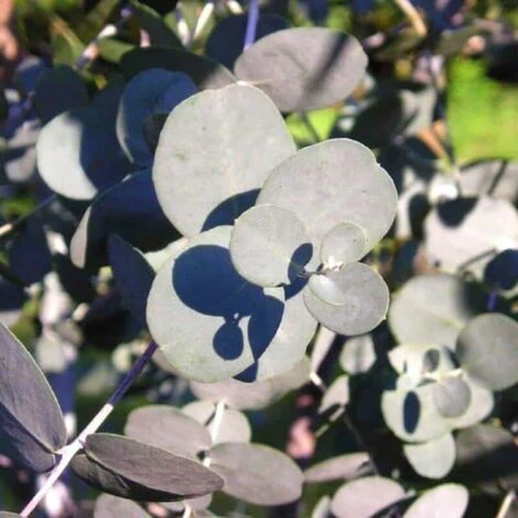 20 Eucalyptus (Eucalyptus Gunnii) - Haie De Eucalyptus - 2 20 Eucalyptus (Eucalyptus Gunnii) - Haie De Eucalyptus - – Image 2