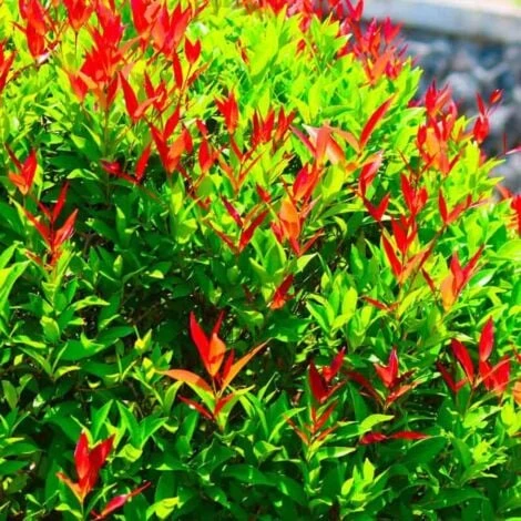 20 Photinia (Photinia Fraseri 'Red Robin') - Haie De Photinia - 2 20 Photinia (Photinia Fraseri 'Red Robin') - Haie De Photinia - – Image 2