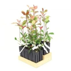 20 Photinia (Photinia Fraseri 'Red Robin') - Haie De Photinia - 7 20 Photinia (Photinia Fraseri 'Red Robin') - Haie De Photinia - -Bostikhost Magasin 12427942 3