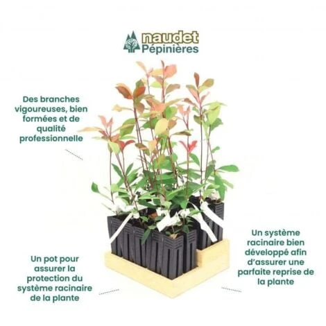 20 Photinia (Photinia Fraseri 'Red Robin') - Haie De Photinia - 4 20 Photinia (Photinia Fraseri 'Red Robin') - Haie De Photinia - – Image 4