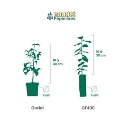 20 Photinia (Photinia Fraseri 'Red Robin') - Haie De Photinia - 9 20 Photinia (Photinia Fraseri 'Red Robin') - Haie De Photinia - -Bostikhost Magasin 12427942 5