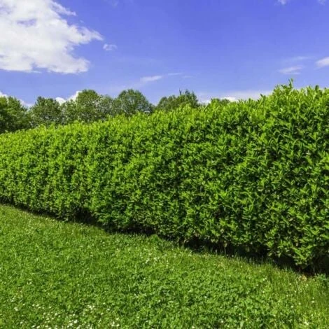 20 Laurier Du Portugal (Prunus Lusitanica) - Haie De Laurier Cerise Du Portugal - 2 20 Laurier Du Portugal (Prunus Lusitanica) - Haie De Laurier Cerise Du Portugal - â Image 2