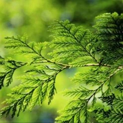 Thuya Géant (Thuya Plicata) - Godet - Taille 20/40cm