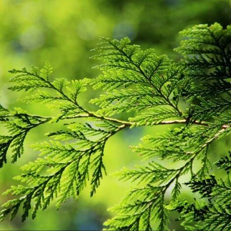 Thuya Géant (Thuya Plicata) - Godet - Taille 20/40cm 1 Thuya Géant (Thuya Plicata) - Godet - Taille 20/40cm