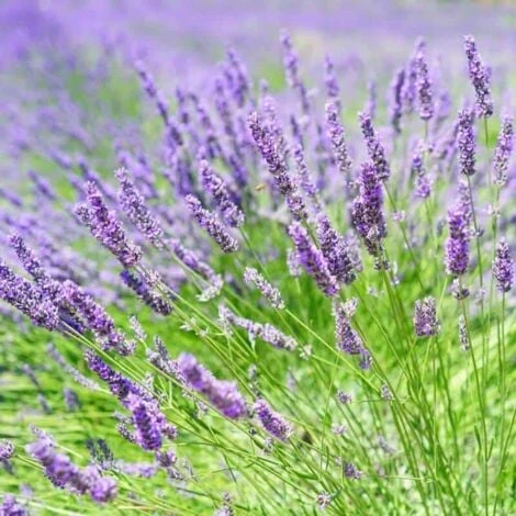 Lavande X Intermedia 'Grosso' (Lavandula Intermedia 'Grosso') - Godet - Taille 10/15cm 1 Lavande X Intermedia 'Grosso' (Lavandula Intermedia 'Grosso') - Godet - Taille 10/15cm