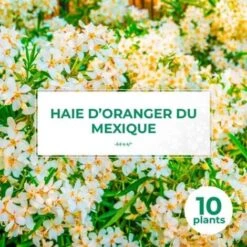 10 Oranger Du Mexique (Choisya Ternata) - Haie De Oranger Du Mexique -