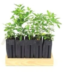 10 Oranger Du Mexique (Choisya Ternata) - Haie De Oranger Du Mexique - -Bostikhost Magasin 14478907 3